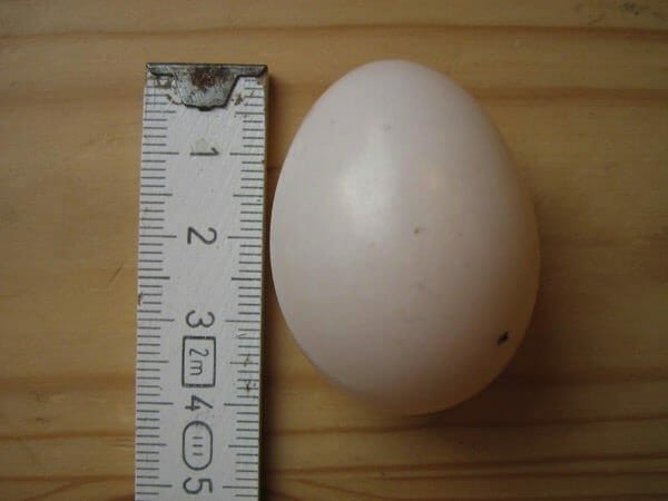 Mystery egg